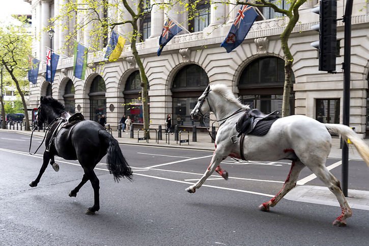 Des images partagées sur les réseaux sociaux montrent deux animaux, l'un blanc et couvert de sang et l'autre noir, galoper sur une avenue de Londres. © KEYSTONE/AP/Jordan Pettitt