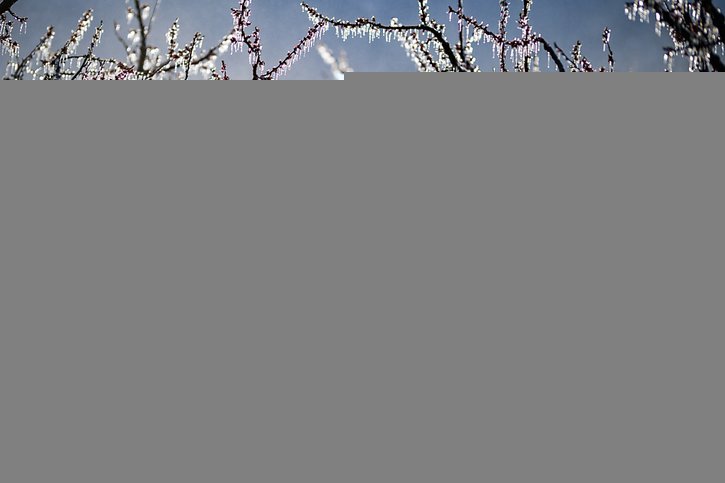 Le Valais asperge ses arbres fruitiers pour les protéger du gel, une méthode qui a fait ses preuves cette année encore (archives). © KEYSTONE/VALENTIN FLAURAUD